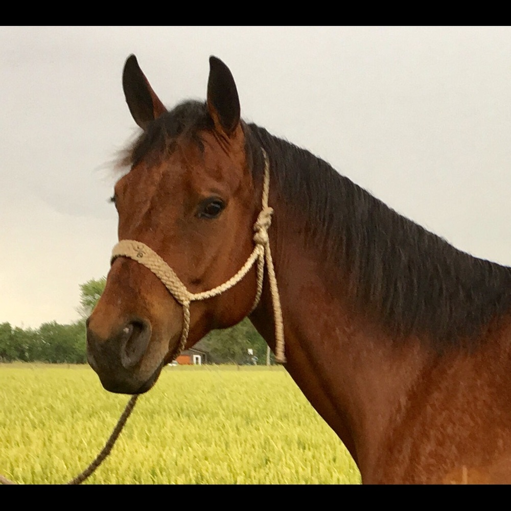 Meet your Posher, Randi